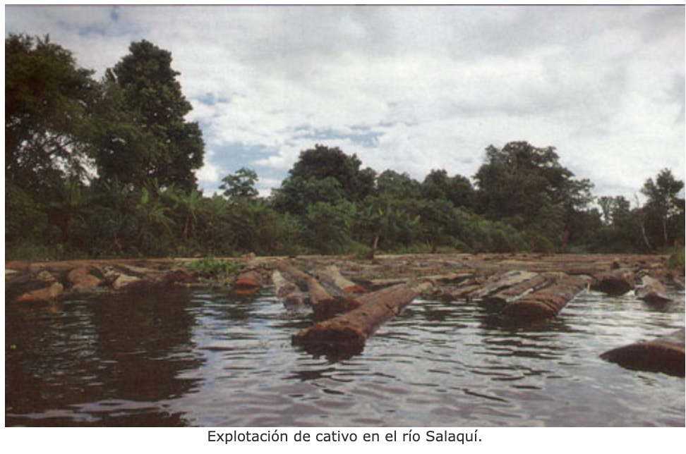 Explotación de cativo en el río Salaquí.